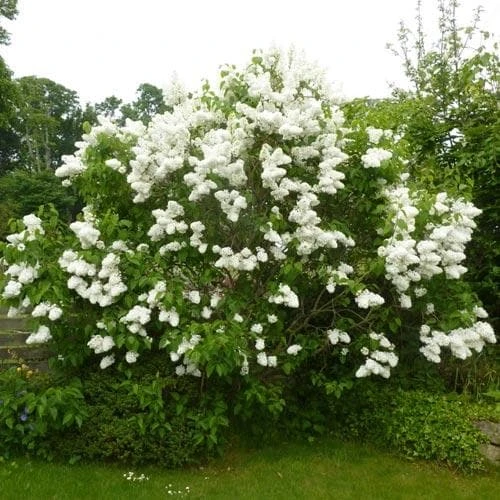 Syringa Vulgaris Mme Lemoine - Image 2