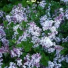 Syringa Meyeri Palibin