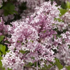 Syringa Meyeri Josee