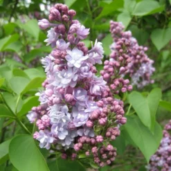 Syringa Vulgaris Michel Buchner
