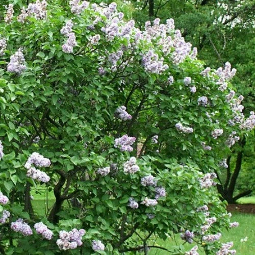 Syringa Vulgaris Michel Buchner - Image 2