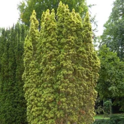 Taxus Baccata Standishii