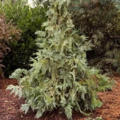 Thuja Koraiensis - Korean Arbor Vitae