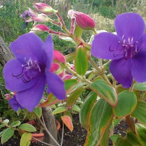 Tibouchina Urvilleana - Image 2