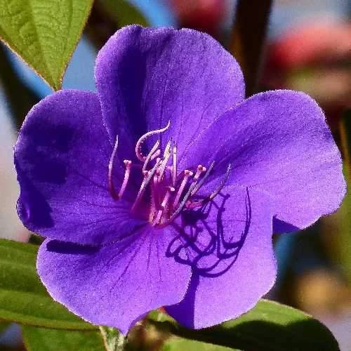 Tibouchina Urvilleana - Image 3