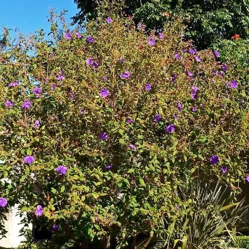 Tibouchina Urvilleana - Image 4
