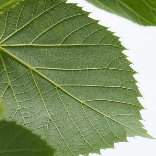 Tilia Americana American Sentry - Image 2