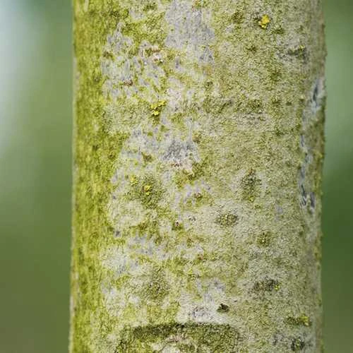 Tilia Americana American Sentry - Image 4