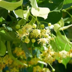 Tilia Cordata Greenspire