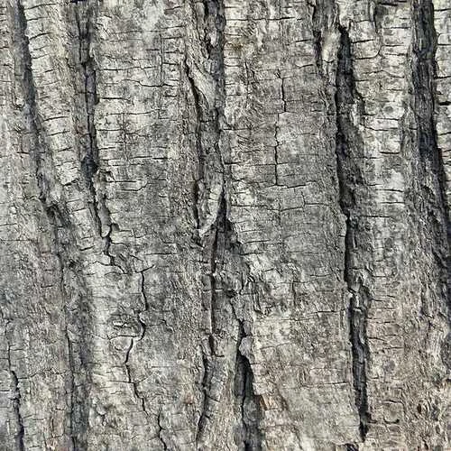 Tilia Tomentosa 'pendula', - Weeping Lime - Image 3