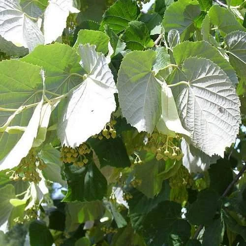 Tilia Tomentosa 'pendula', - Weeping Lime - Image 4