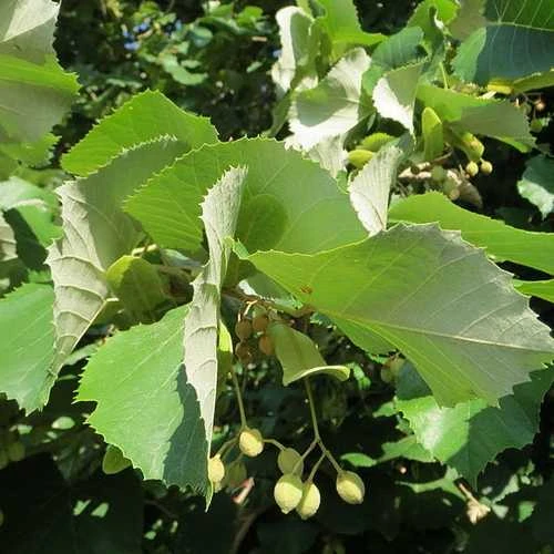 Tilia Tomentosa 'pendula', - Weeping Lime - Image 5