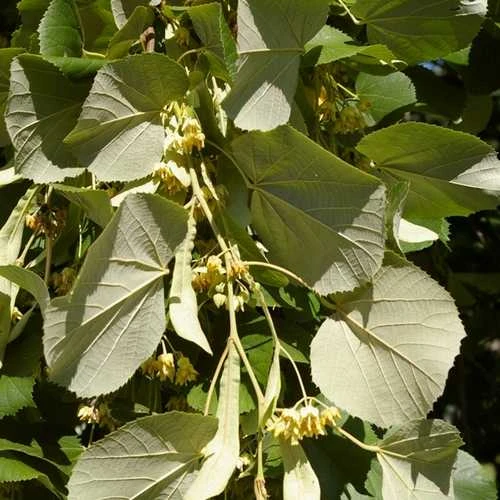Tilia Tomentosa 'pendula', - Weeping Lime - Image 6