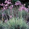 Tulbaghia Violacea Variegata