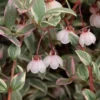 Ugni Molinae Flambeau
