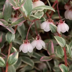 Ugni Molinae Flambeau