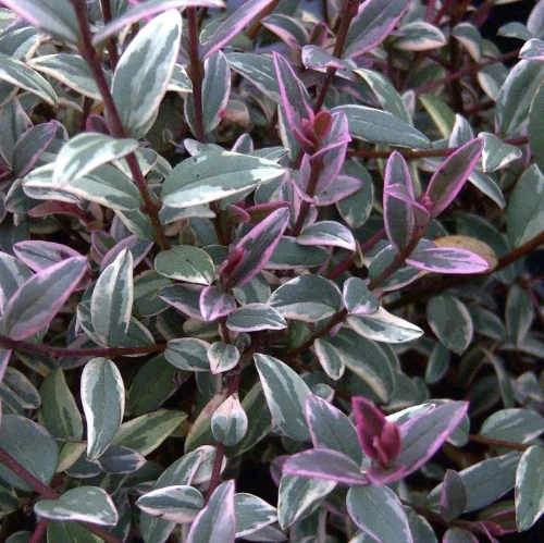 Ugni Molinae Flambeau - Image 4