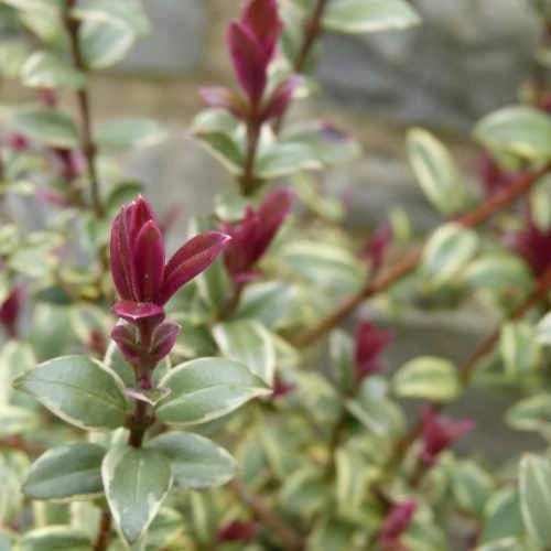 Ugni Molinae Flambeau - Image 2