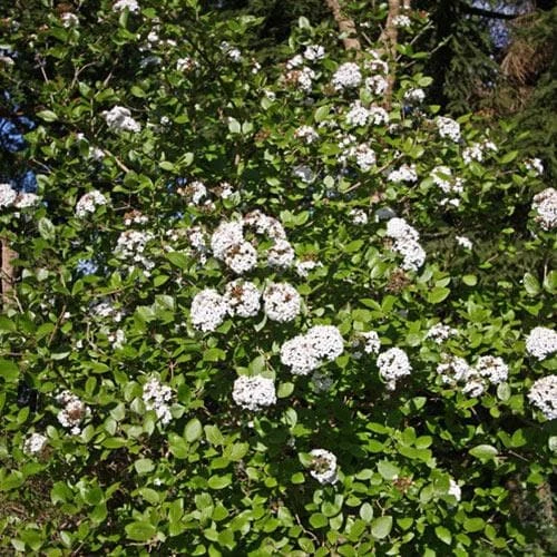 Viburnum X Burkwoodii Anne Russell - Image 2