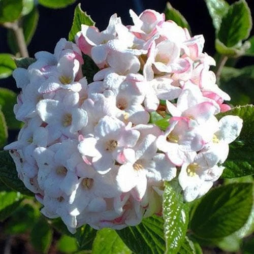 Viburnum X Burkwoodii Anne Russell - Image 4