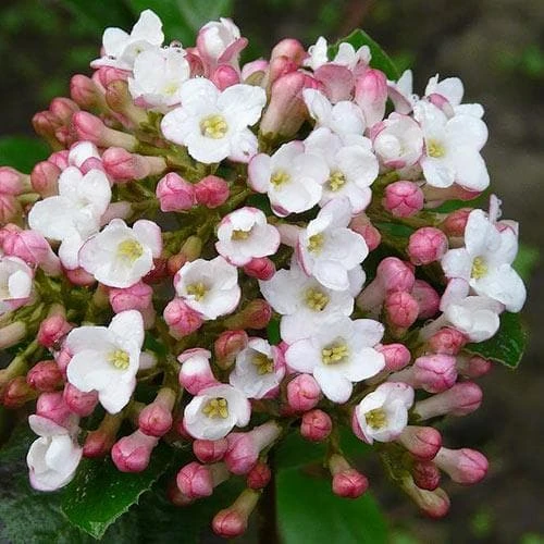 Viburnum X Burkwoodii Anne Russell - Image 5