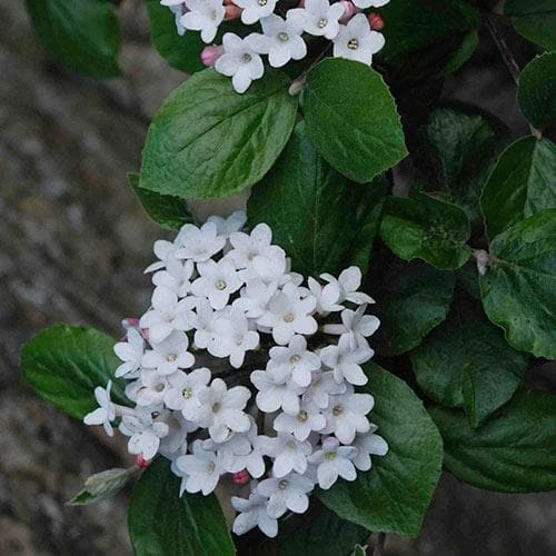Viburnum X Burkwoodii Anne Russell - Image 6