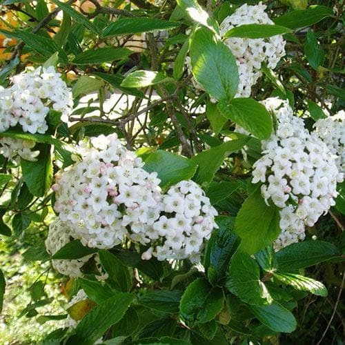 Viburnum X Burkwoodii Anne Russell - Image 7