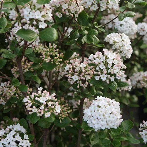 Viburnum X Burkwoodii Anne Russell - Image 8