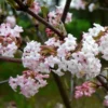 Viburnum X Bodnantense Charles Lamont