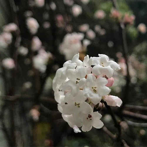 Viburnum X Bodnantense Charles Lamont - Image 2