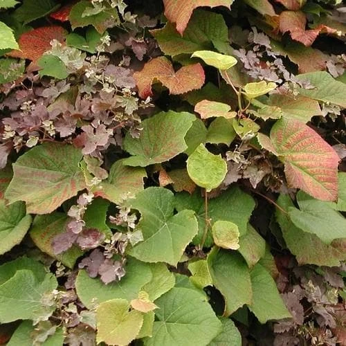 Vitis Coignetiae - Image 3