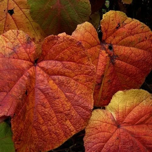 Vitis Coignetiae - Image 4