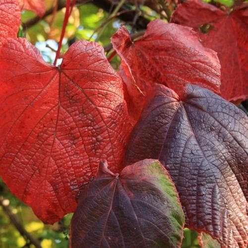 Vitis Coignetiae - Image 5