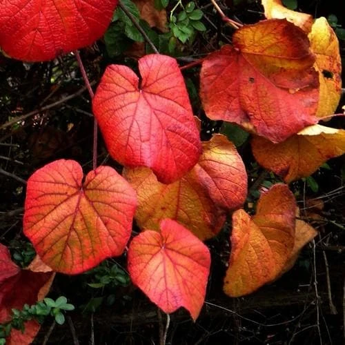 Vitis Coignetiae - Image 6