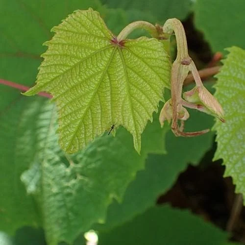 Vitis Coignetiae - Image 2