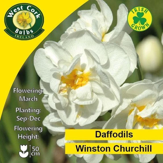 Daffodil Winston Churchill - Image 2