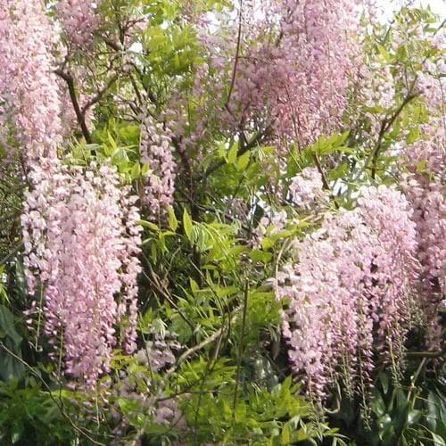 Wisteria Floribunda Rosea (Hon-beni) - Image 2