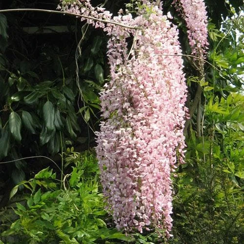 Wisteria Floribunda Rosea (Hon-beni) - Image 3