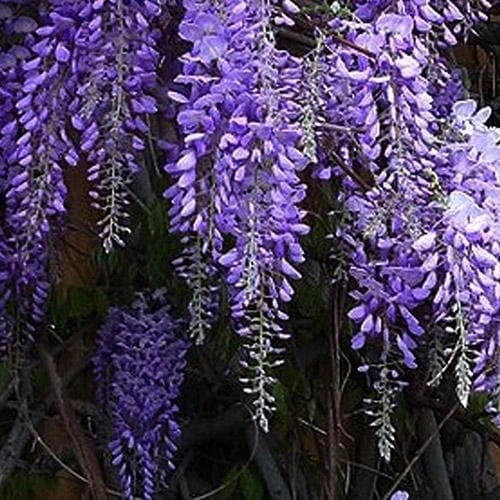 Wisteria Sinensis Prolific