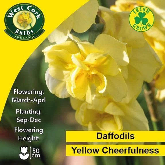 Daffodil Yellow Cheerfulness - Image 2