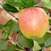 Apple American Mother