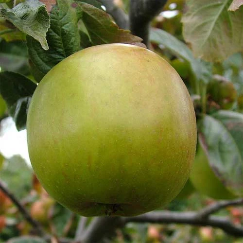 Apple Blenheim Orange - Image 3