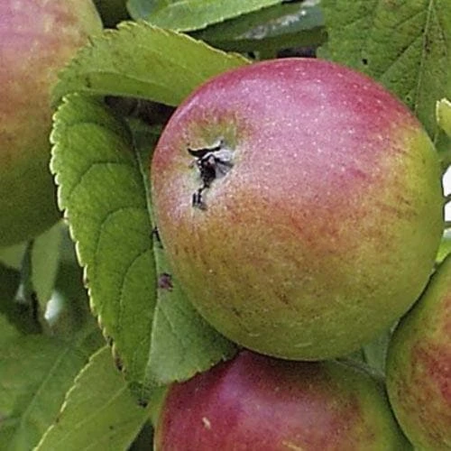 Apple Chisel Jersey - Image 2