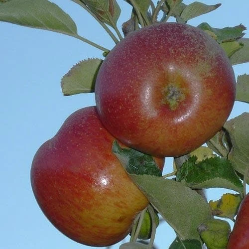 Apple Chisel Jersey - Image 3