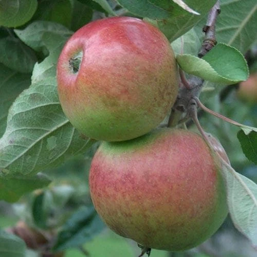 Apple Chisel Jersey - Image 4