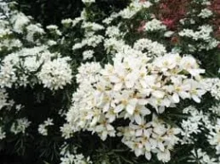 Choisya X Dewitteana Snow Flurry