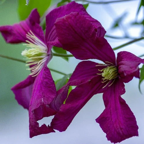 Clematis Polish Spirit - Image 2