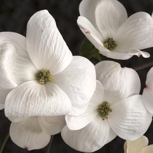 Cornus Eddie's White Wonder - Image 2