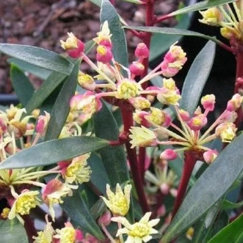 Drimys Lanceolata Red Spice - Image 3