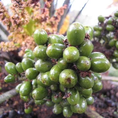 Chamaerops Humilis - Image 5